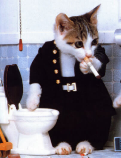 mon chat