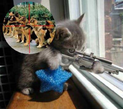 mon chat