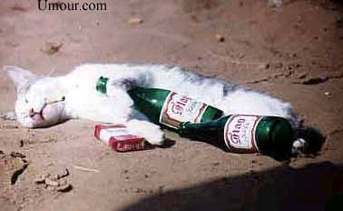 le chat ki tu lool